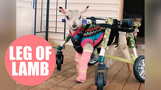 Adorable footage shows disabled lamb taking its first steps with a special stroller