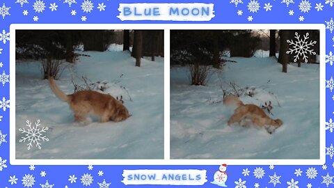 Happy Dog Making Snow Angels