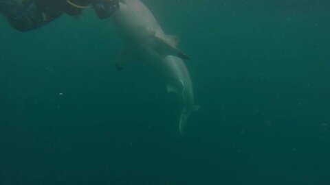 Great White Shark Warns Irresponsible Scuba Diver