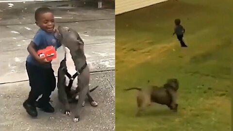Boy is afraid of PIT BULL attack