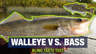 Walleye VS Bass CATCH & COOK (Blind Taste TEST!)