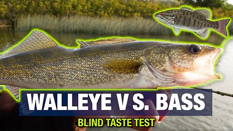 Walleye VS Bass CATCH & COOK (Blind Taste TEST!)