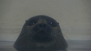 Cute Newborn Seals