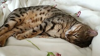 Sleepy Bengal with sparrow lullaby