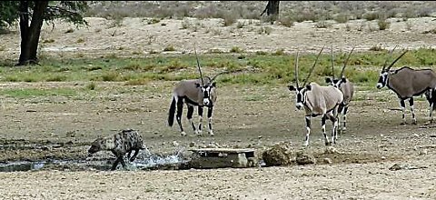 Fearless oryx chase hyena away from watering hole