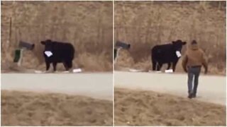 Vaca rouba correio e começa a mastigá-lo