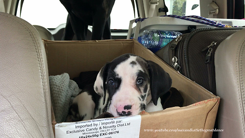 Great Dane puppy goes on first road trip with new family