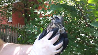 Raptor Rescue (sort of) - Juvenile Mississippi Kite