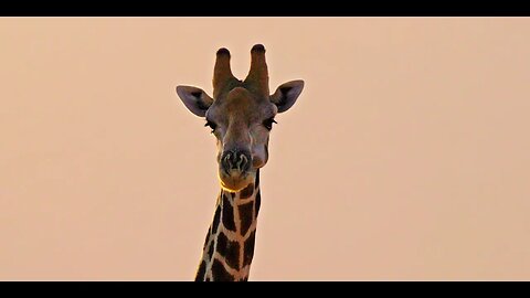 WILD NAMIBIA E04 - GIRAFFE CONSERVATION - A daring mission to capture and tag giraffes in Namibia!