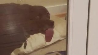 Goofy dog likes to lick glass door
