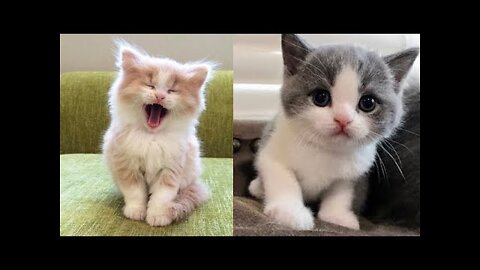 Baby Cats Cute and Funny Baby Cat Videos Compilation