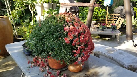 Removing wilted flowers from Mums