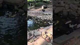 18 baby ducks and their mom, on their first day swimming in the pond.