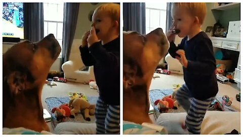 Baby playing with a harmonica and the dog following the sound of the harmonica