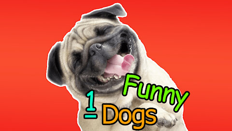 Dogs Funny Moments (part 1)