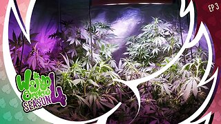 S4E3 Week 2 of Bloom - Tips and Tricks for Optimal Flowering