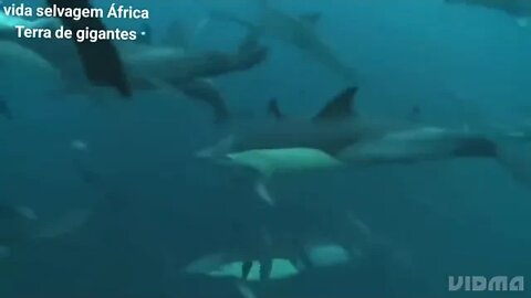 Golfinhos atacando cardume #vidaselvagem #documentáriossobrevidaselvagem #animaisselvagens
