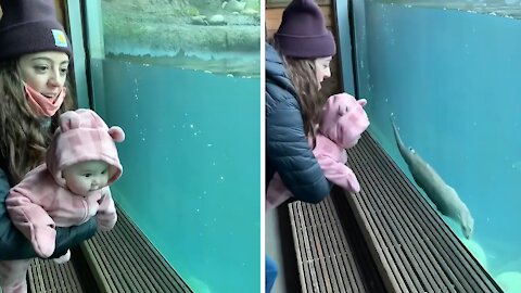 Baby can't stop laughing at swimming otter at the zoo