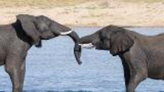 On Science - Elephants Love to Hug