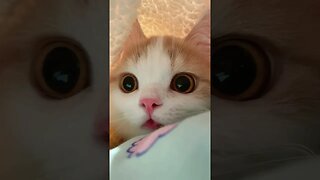 PLAYING CAT VIDEO MEAWWW