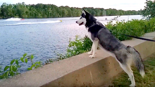 Siberian Husky extremely fascinated by jet ski race