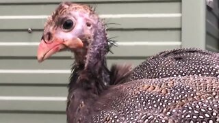 Putting all the birds together Part V Guinea fowl keets watch over chicks and duckling