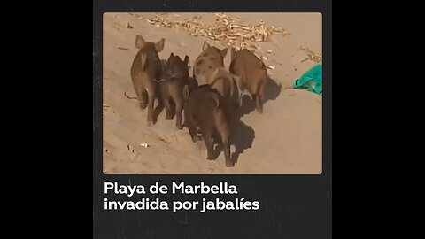 Jabalíes invaden una playa española y roban comida a los bañistas