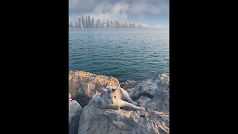 The cat lying on rock with city background