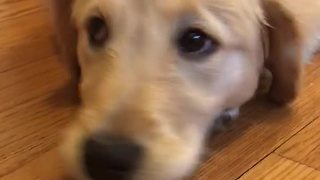 Playful Golden Retriever Puppy Won’t Eat Her Vegetable Treat