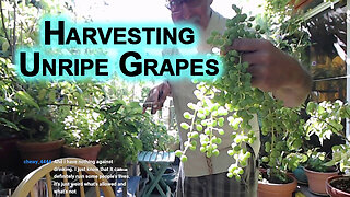 Harvesting Unripe Grapes From Our Patio Garden: Ghooreh, Sour Grapes [With Intro and Outro, ASMR]