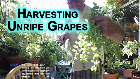 Harvesting Unripe Grapes From Our Patio Garden: Ghooreh, Sour Grapes [With Intro and Outro, ASMR]