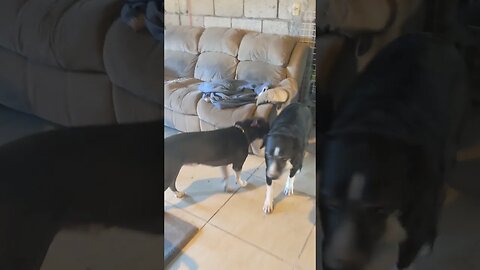 The Dogs Get Upset When Humans Have Loud Arguments