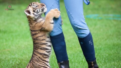 This Puppy Was In For A Surprise When This Tiger Cub Came Up To Him