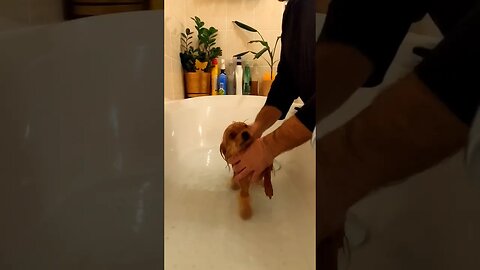 Super Cute Toy Yorkie has a Bath