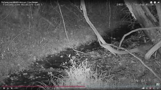 Coyotes seen on Wildlife Cams 1 & 3 on 10/11/2022