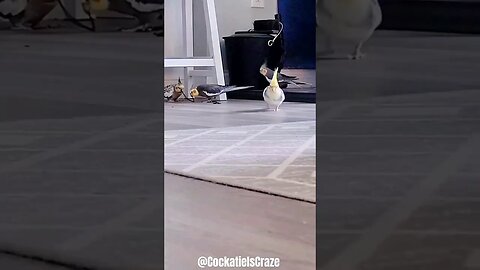Cute cockatiels happy moments 💖