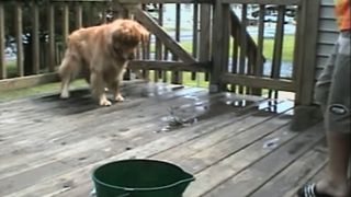Golden Retriever Picks A Fight With Crab
