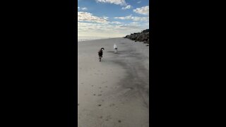 Running the beach