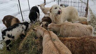 How Are The GOATS Doing?
