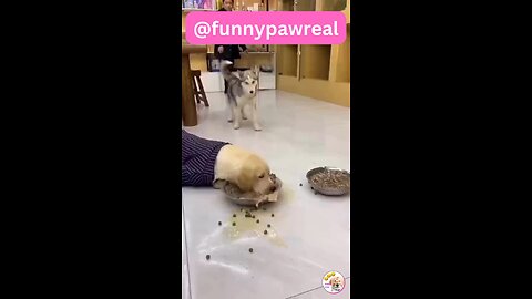 dog funny videos 🐕