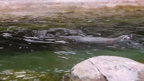 An African penguin swims in a pool at the Servion zoo in Switzerland. 8