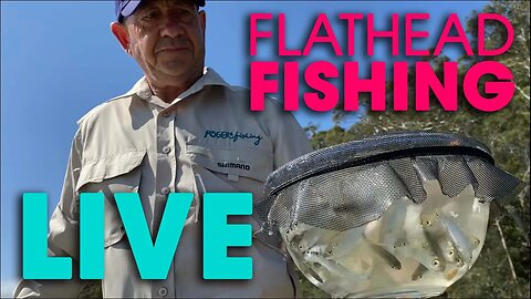 Flathead Fishing = BEST All Time Fresh Bait - LIVE Demo