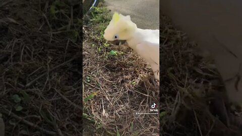 Digging in the dirt #cutepets #parrot #shorts #cockatoo #birdshorts #peachesthecockatoo