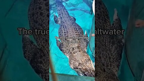 The true size of a Saltwater Crocodile 😱🔥💯👈 #shorts #crocodile #viral