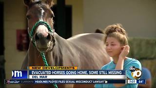 Evacuated horses going home, some still missing