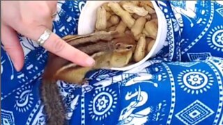 Touching Chipmunks / Showing Porchie Pig Some Back Yard Love - With Wildlife Tips!