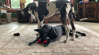 Funny Great Dane Doesn't Want To Share Her Squeaky Toy Roses