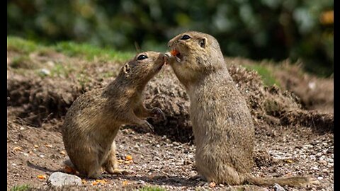 Groundhog is truly the most beautiful animal on this planet