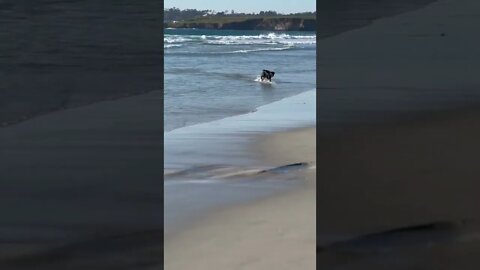 A dog digging a hole on the beach to hide a ball; another dog fetching a ball in the seawater.