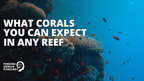 What Corals You Can Expect in Any Reef #shorts